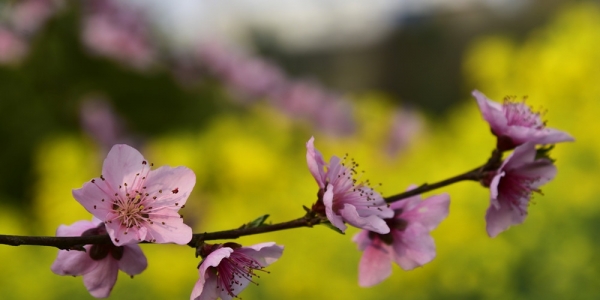 四川南充：繁花斗艳 春意更浓-图3