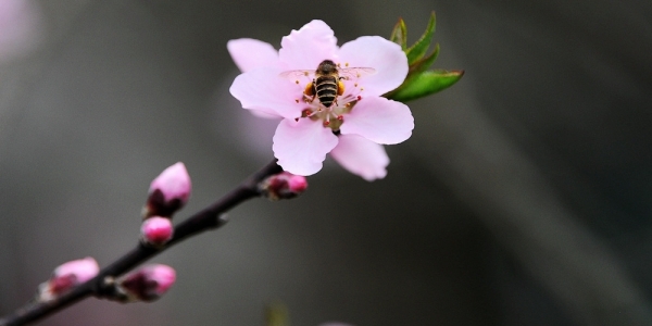 贵阳春暖花开 蜜蜂忙采花蜜-图2