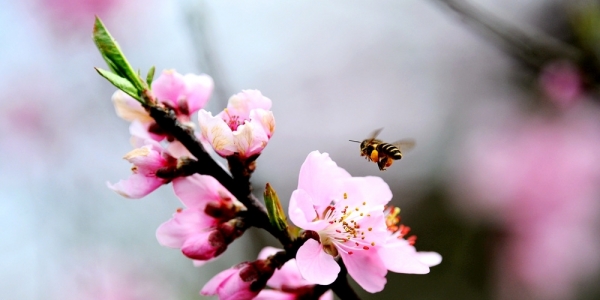 贵阳春暖花开 蜜蜂忙采花蜜-图1