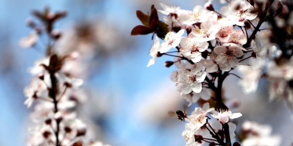 贵阳春暖花开 蜜蜂忙采花蜜-图3