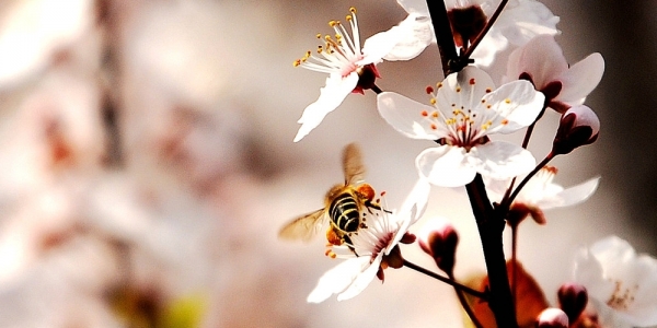 贵阳春暖花开 蜜蜂忙采花蜜-图4