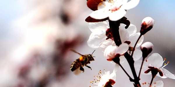 贵阳春暖花开 蜜蜂忙采花蜜-图5