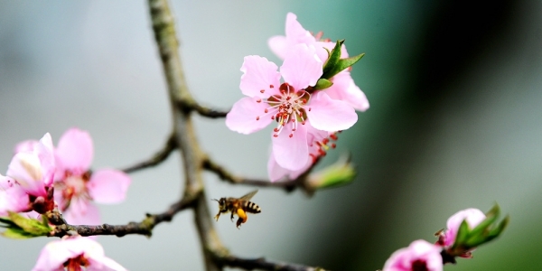贵阳春暖花开 蜜蜂忙采花蜜-图6