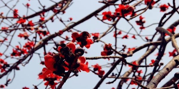福建漳州：木棉花“勇”跃枝头 绚烂添春意-图3