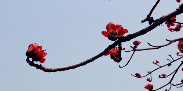 福建漳州：木棉花“勇”跃枝头 绚烂添春意-图8