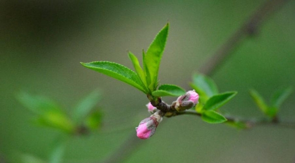 湖南衡阳：春来桃花俏-图1