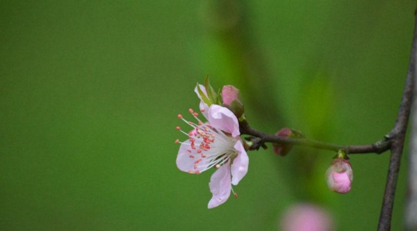 湖南衡阳：春来桃花俏-图2