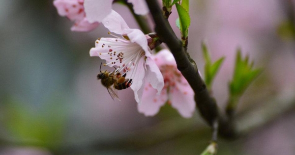 湖南衡阳：春来桃花俏-图4