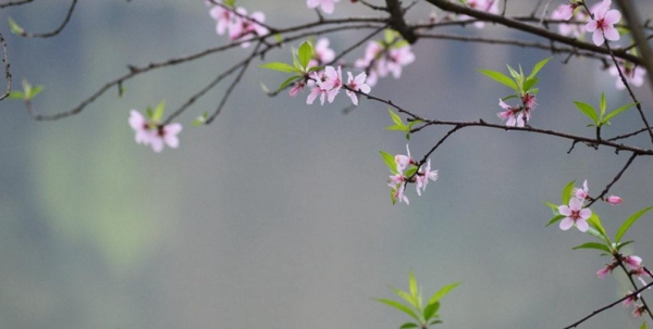 湖南衡阳：春来桃花俏-图5