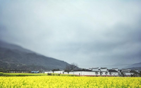 永州烟雨季 邂逅一场油菜花海-图1
