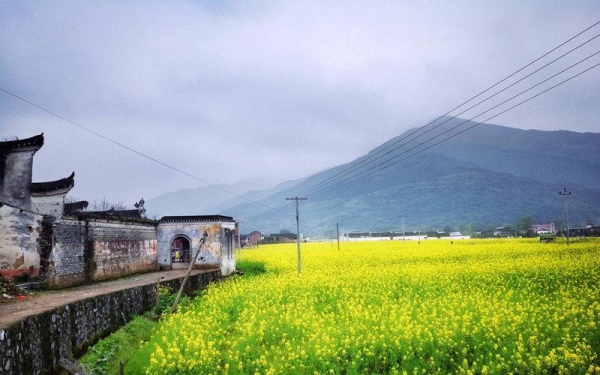 永州烟雨季 邂逅一场油菜花海-图3