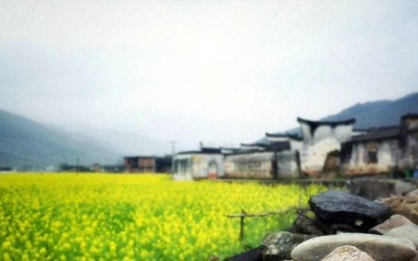 永州烟雨季 邂逅一场油菜花海-图5
