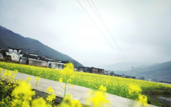 永州烟雨季 邂逅一场油菜花海-图8