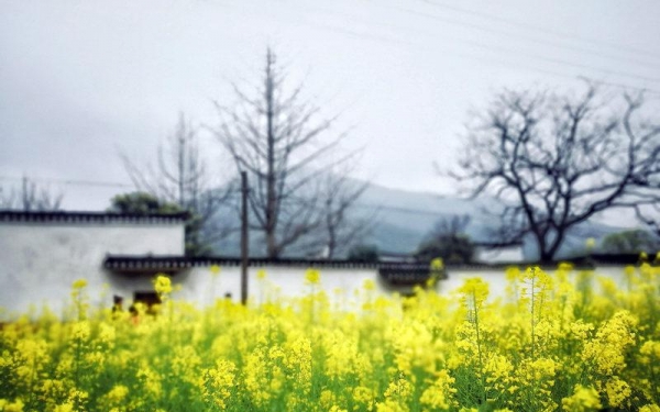 永州烟雨季 邂逅一场油菜花海-图9