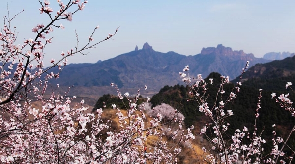 河北武安山桃花盛开 太行山脉春色浓-图1
