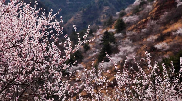 河北武安山桃花盛开 太行山脉春色浓-图2