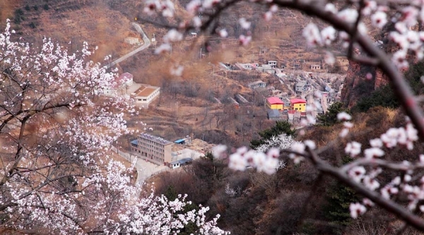 河北武安山桃花盛开 太行山脉春色浓-图4