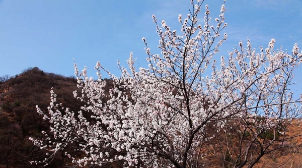 河北武安山桃花盛开 太行山脉春色浓-图3