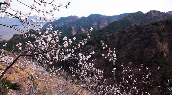 河北武安山桃花盛开 太行山脉春色浓-图5