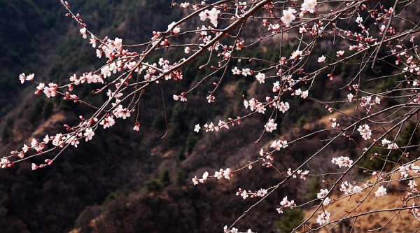 河北武安山桃花盛开 太行山脉春色浓-图6