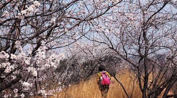 河北武安山桃花盛开 太行山脉春色浓-图9