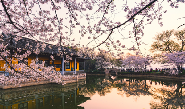 2019年南京樱花节在哪里 南京各大樱花节地址路线及门票