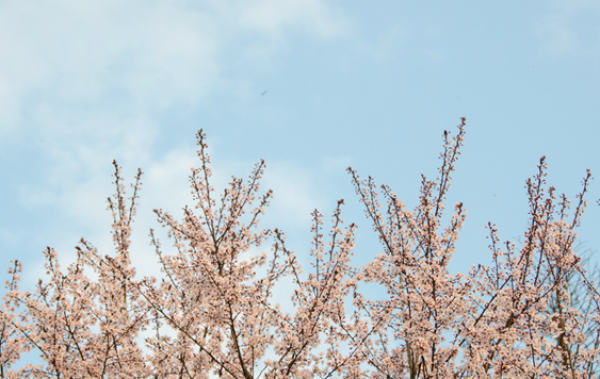 2019重庆樱花节是什么时候 2019重庆南山樱花节时间地点路线