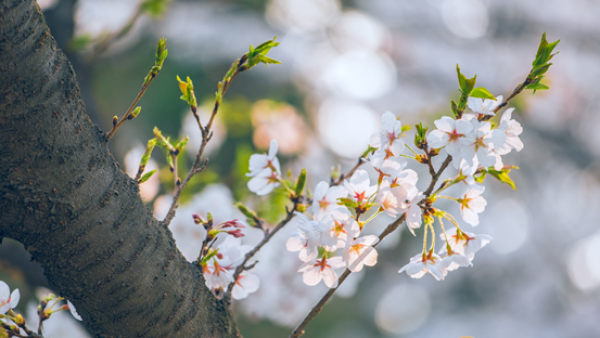 2019重庆樱花节是什么时候 2019重庆南山樱花节时间地点路线