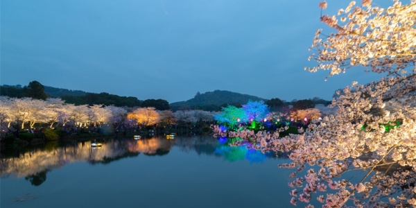 绚烂灯光下 湖北武汉东湖夜樱展现别样美丽-图1