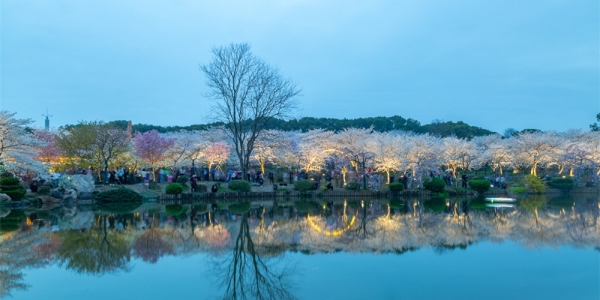 绚烂灯光下 湖北武汉东湖夜樱展现别样美丽-图3