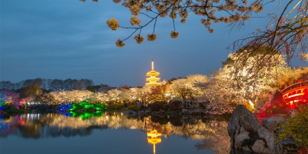 绚烂灯光下 湖北武汉东湖夜樱展现别样美丽-图5
