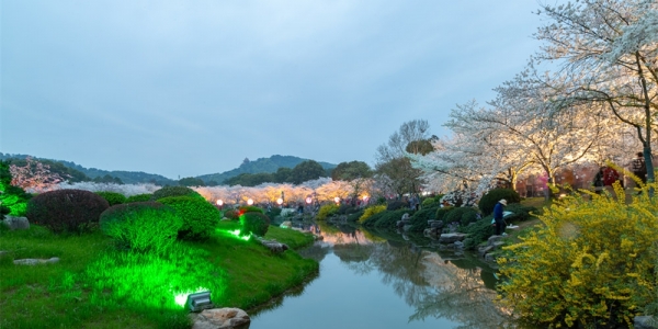 绚烂灯光下 湖北武汉东湖夜樱展现别样美丽-图6