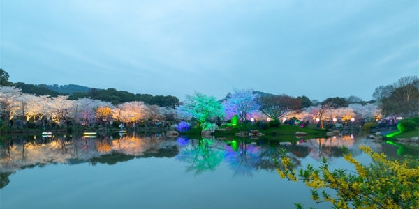 绚烂灯光下 湖北武汉东湖夜樱展现别样美丽-图10