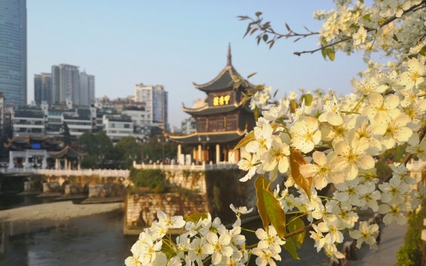 贵阳南明河畔梨花盛开白似雪-图2