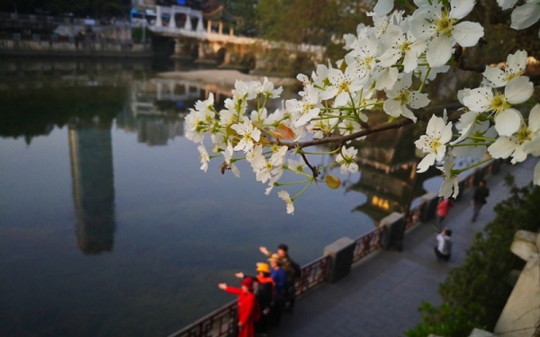 贵阳南明河畔梨花盛开白似雪-图3