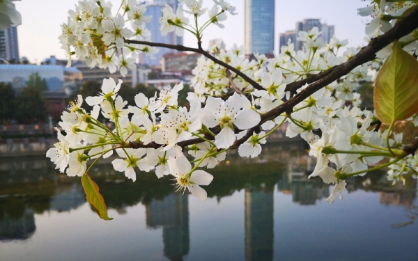 贵阳南明河畔梨花盛开白似雪-图5