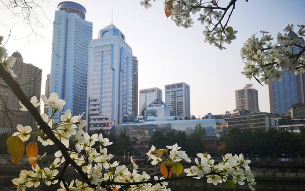 贵阳南明河畔梨花盛开白似雪-图6