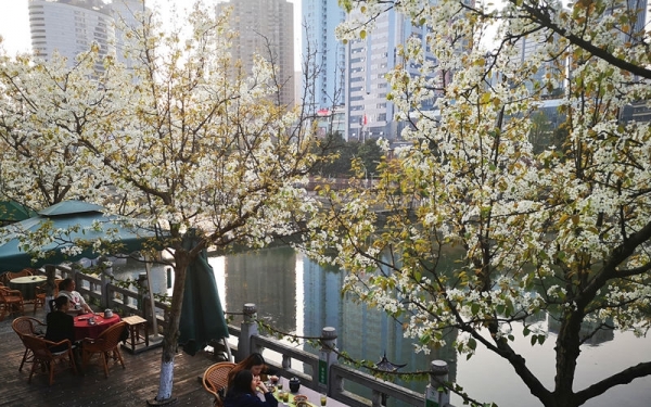 贵阳南明河畔梨花盛开白似雪-图7