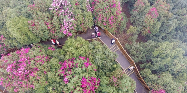 贵州毕节百里杜鹃盛开 游人如织-图2