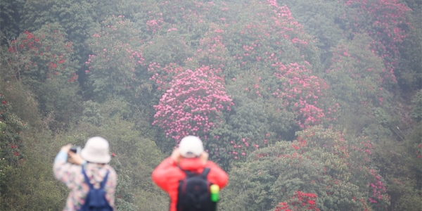 贵州毕节百里杜鹃盛开 游人如织-图5