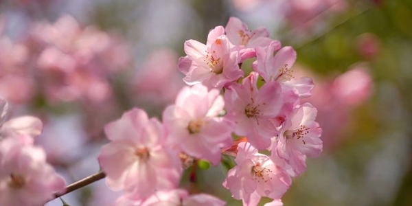浙江宁海：家门口的樱花季-图3