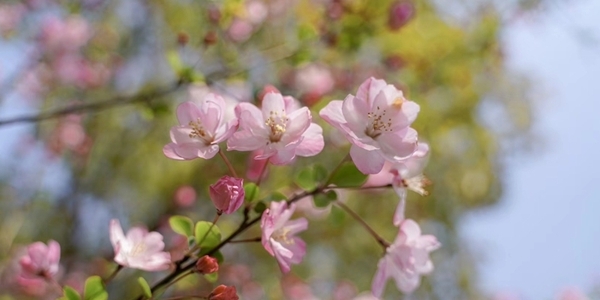 浙江宁海：家门口的樱花季-图4