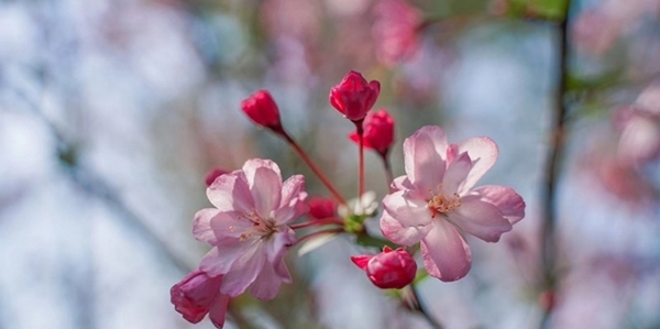 浙江宁海：家门口的樱花季-图5