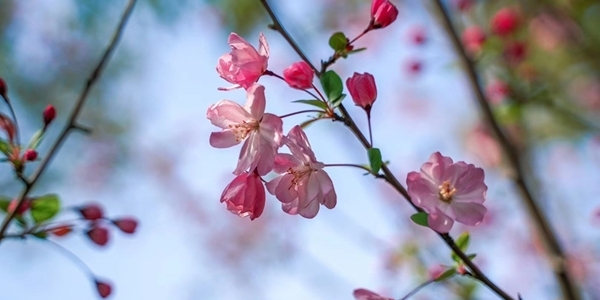 浙江宁海：家门口的樱花季-图6