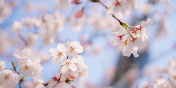 浙江宁海：家门口的樱花季-图10