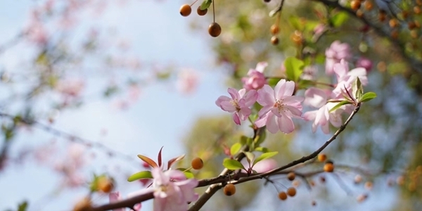 浙江宁海：家门口的樱花季-图9