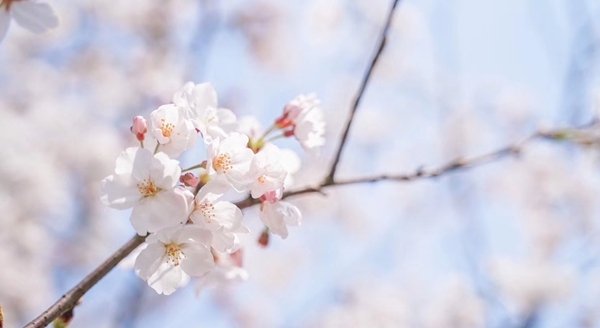 浙江宁海：家门口的樱花季-图11