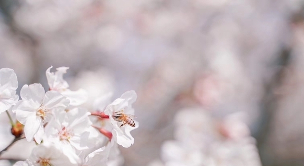 浙江宁海：家门口的樱花季-图13
