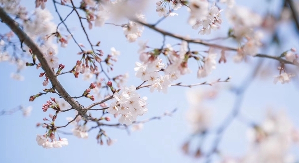 浙江宁海：家门口的樱花季-图12
