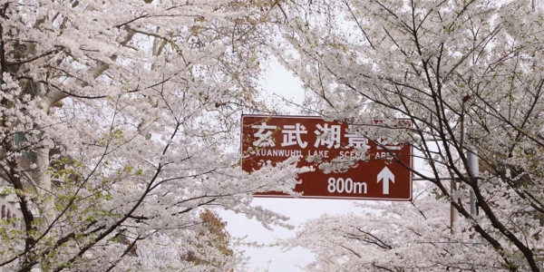 南京鸡鸣寺樱花进入最后观赏期-图2